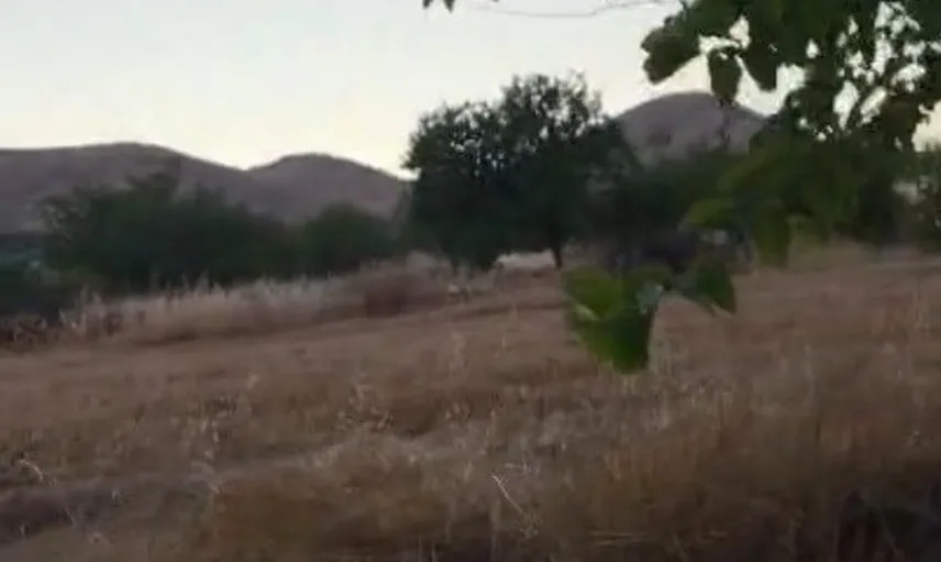 Malatya çiftçileri domuz sürülerine karşı gece nöbeti tutuyor