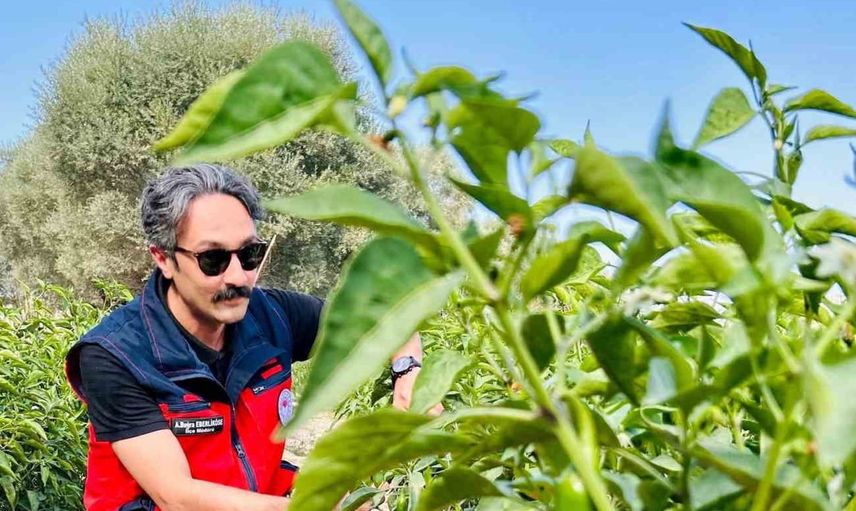 İscehisar'da alternatif üretim için jalapeno tarlalarında kapsamlı kontrol