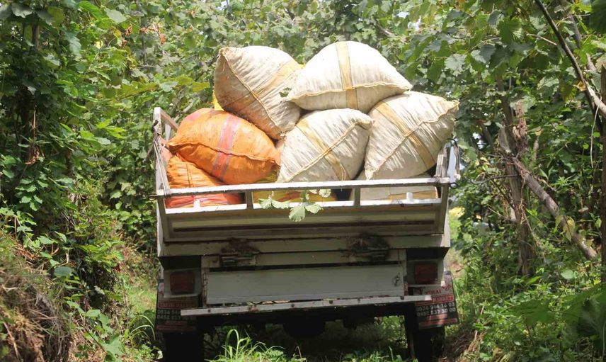 Karadeniz'de fındık bahçeleri ilk ürünü veriyor, üreticiler fiyatı yetersiz buluyor