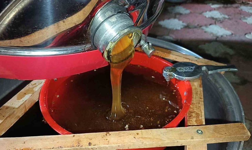 Ordu'nun bal sezonu: 600 bin kovanla 17 bin ton üretim ve iklimin etkisi