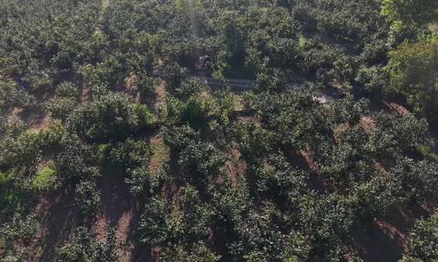 düzce'de fındık hasat şenliği: hedef 103 bin ton