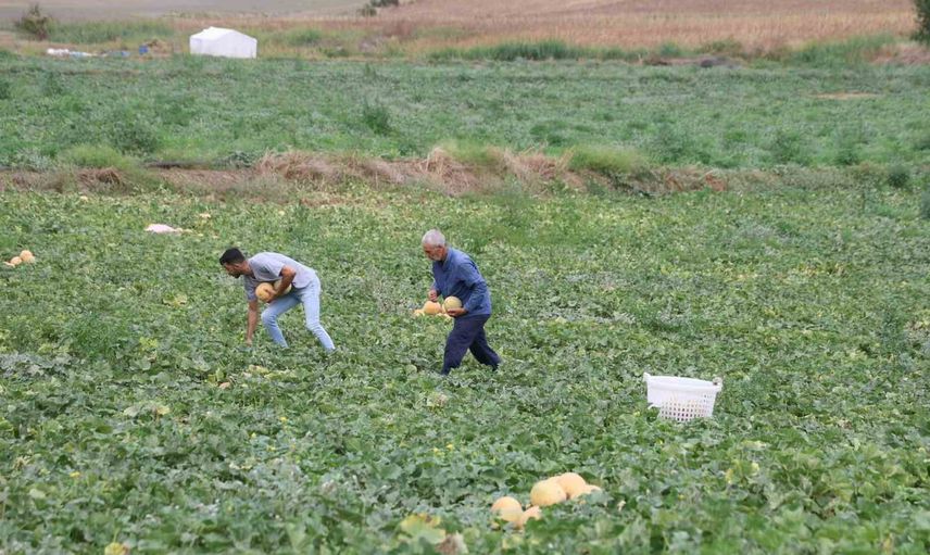 Adanalı üretici tarlasından pazara doğrudan kavun satışıyla fark yaratıyor