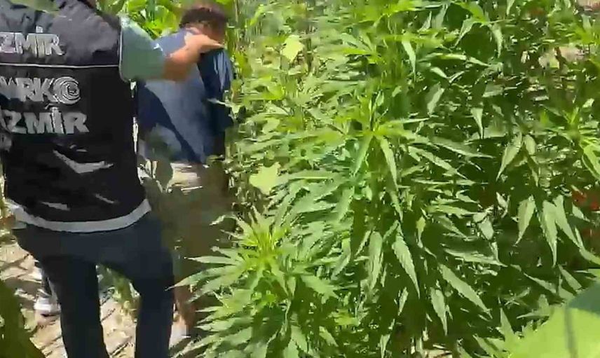 Urla'da yasa dışı ekim baskını: 125 kök kenevir ile silah bulundu