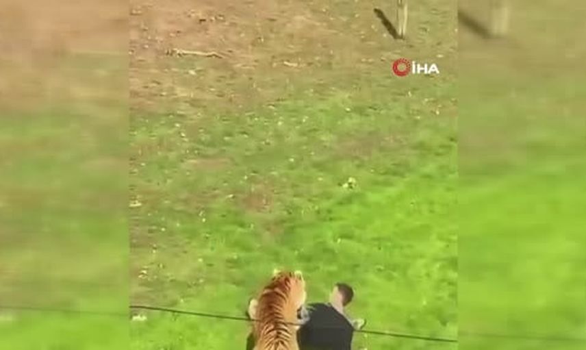 Doncaster yakınlarındaki Yorkshire yaban hayatı parkında kaplan saldırısı: bir kişi hayatını kaybetti