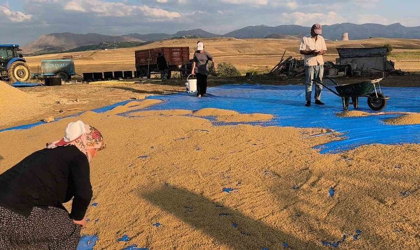 Yaz tatilinde tarlada eğitim ve dayanışma örneği: iki kardeşin bulgur mesaisi