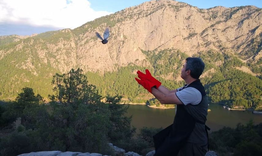 Çil keklikler Şuhut'tan Burdur'un doğasına bırakıldı