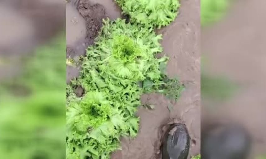Su çekildikten sonra marul tarlalarında çamurla zamana karşı mücadele
