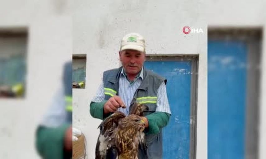 Göynükte asfalt ziftiyle yapışan şahin Metin Keskin'in müdahalesiyle hayata döndü