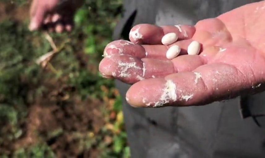 İspir fasulyesinde son viraj: Yeşilyurt'ta kadın elleri ve fıskiyeler mesaisi