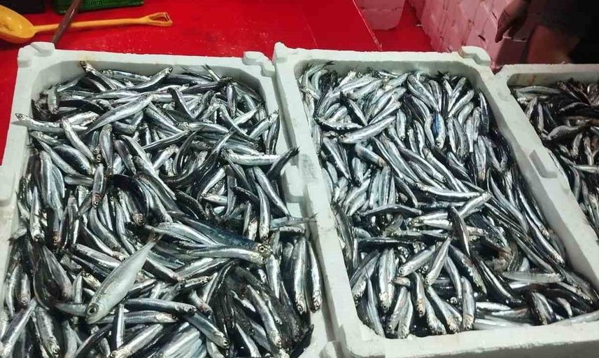 Didim'de yeni sezonda hamsi avları boy ölçümlerine tabi tutuluyor