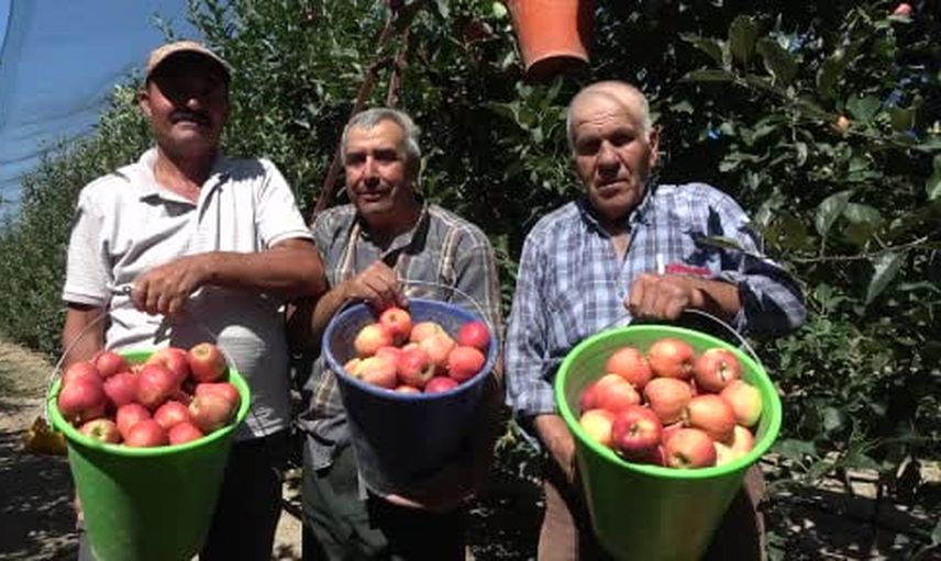 Karaman'da erkenci gala hasadı başladı, rekolte umut veriyor