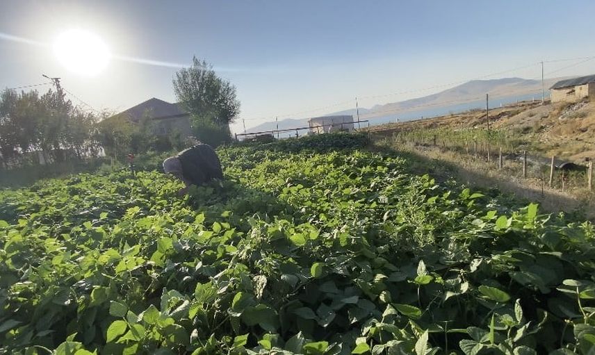 Yazın bostanlarından kışa uzanan sofralar: Patnos'un emekle büyüyen ürünleri