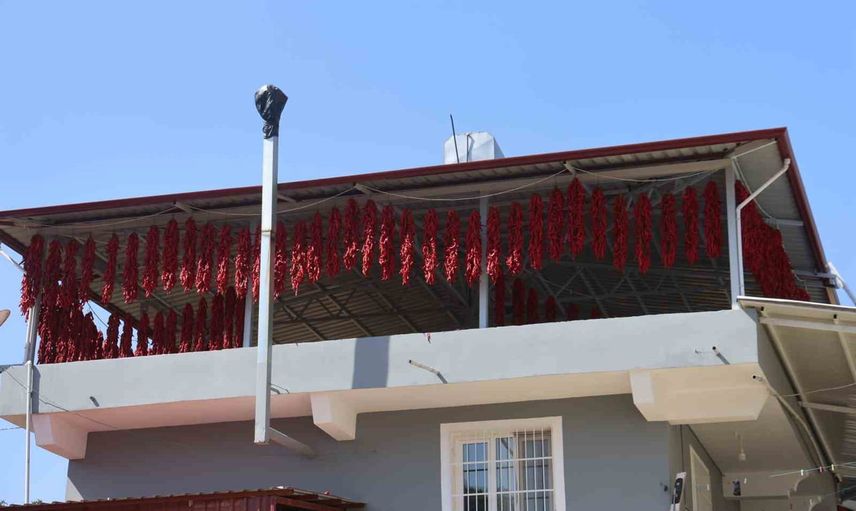 Yenihisar'ın kırmızı dokusu: evleri kapya biberleri sardı