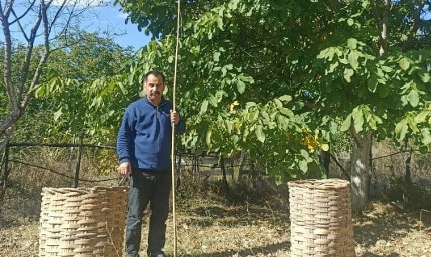 Sülye'de emekle büyüyen cevizler hasatla bahçeleri doldurdu