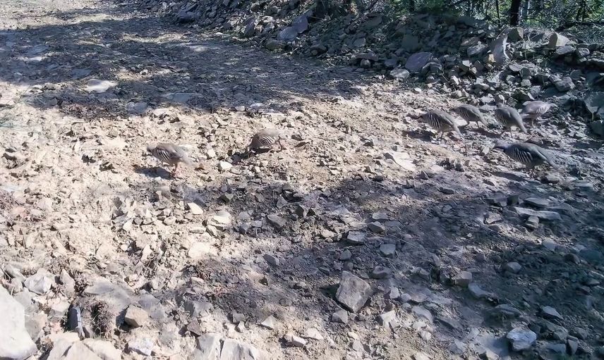 Ganos Dağları'nda sürüleşen kekliklerin sessiz kaydı