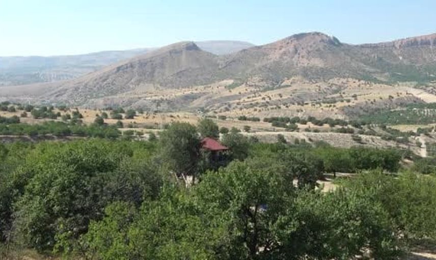Çocukluk bahçesindeki 150 yıllık meşe ağacına 36 metrekarelik ev yaptı