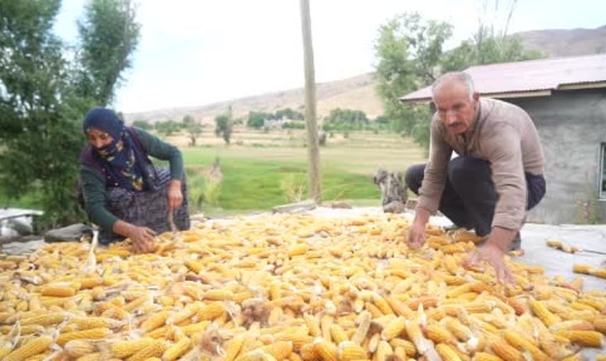 Mirası ellerinde taşıyanlar: Muş Alaniçi'nde mısır hasadı eski usulle sürüyor