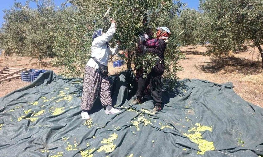 Akhisar'da coğrafi işaretli domat zeytini için hasat maratonu başladı