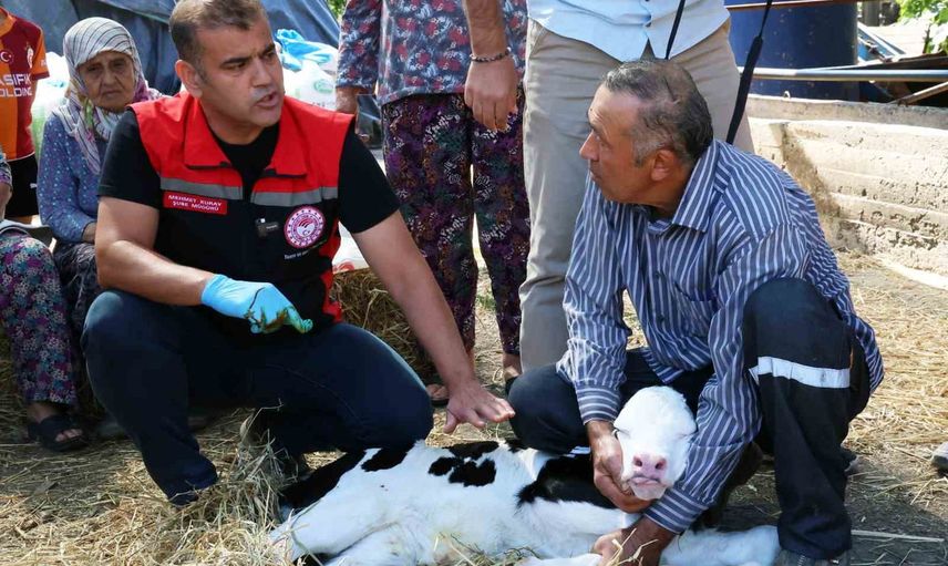 Muğla'da buzağı yaşam hattı: ilk 24 saatte müdahale ve uygulamalı eğitim
