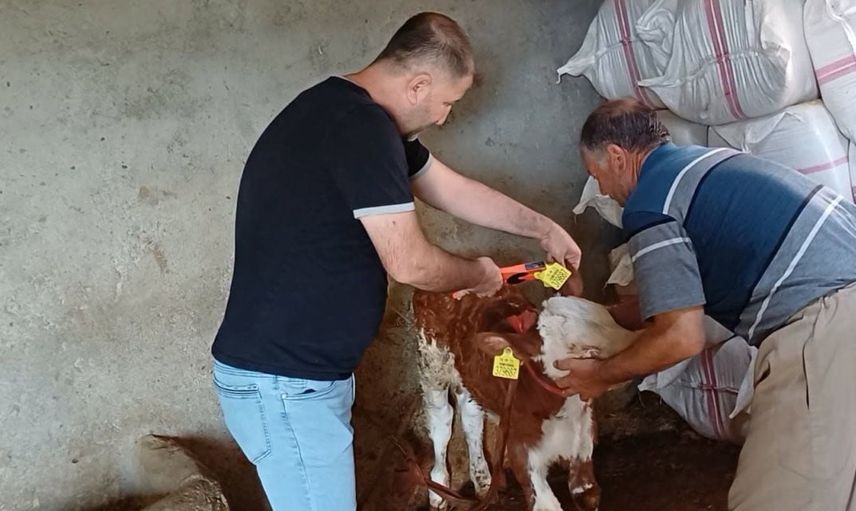 Şırnak'ta hayvan sağlığı için aşı ve küpe uygulamaları hız kesmiyor