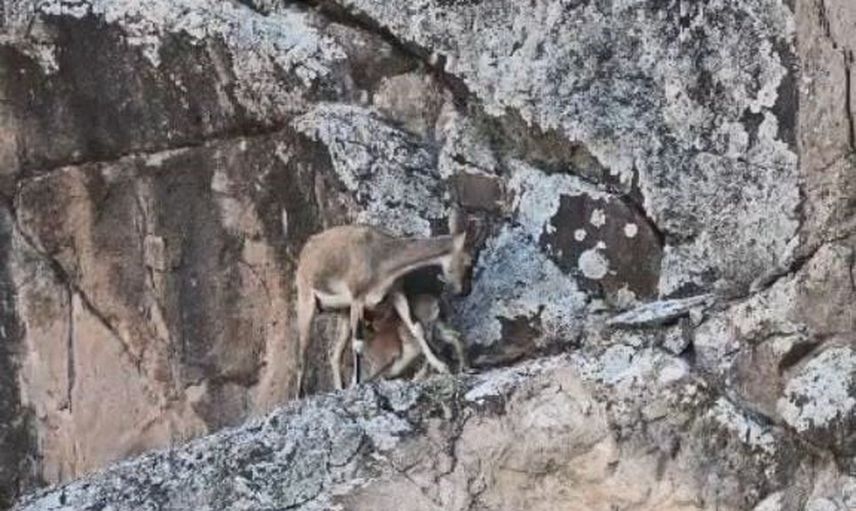 yusufeli'nde kayalıklarda anne ve yavru dağ keçisinin doğal anları
