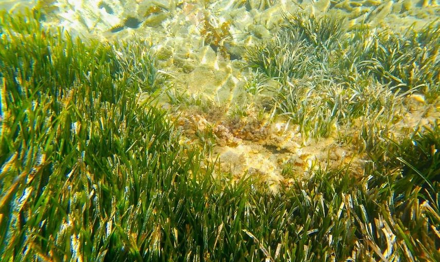 Kuşadası’nın mavi koridoru risk altında: 3. iskele ve deniz çayırları uyarısı