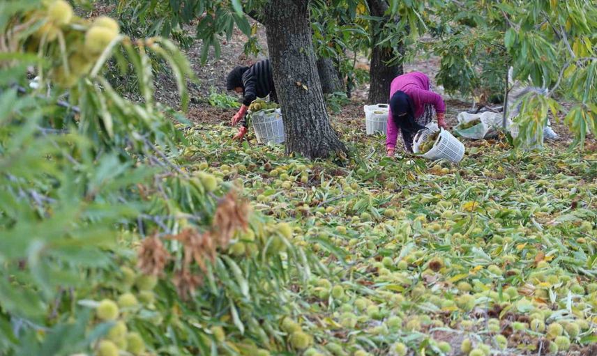 Dağlardan sofralara: Aydın kestanesinde sezon kapandı