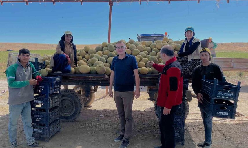 Bor'da erken mesai başladı: domates ve kavun tarlaları canlandı