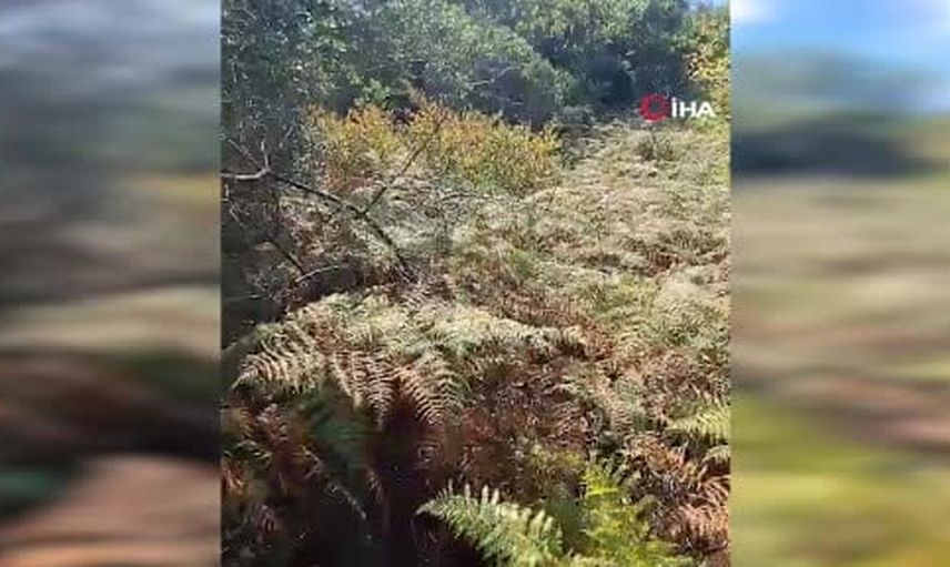 Ormanlık alanda sekiz gündür kayıp: Sultangazi'de ekipler Mustafa Dinler'i arıyor