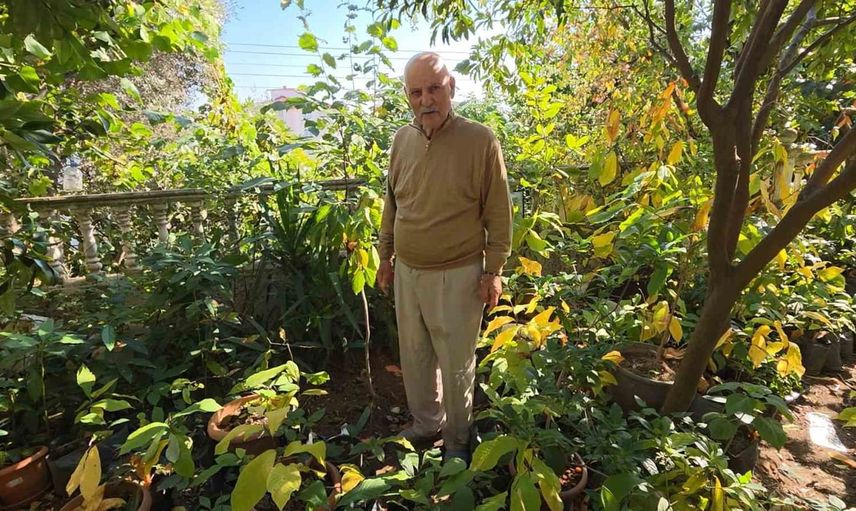 Emekli öğretmenin bahçesinde pomelo ve siyah hurma Karadeniz ikliminde meyve verdi