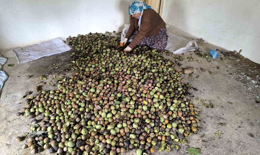 Sonbaharda Sason cevizinde toplama zamanı