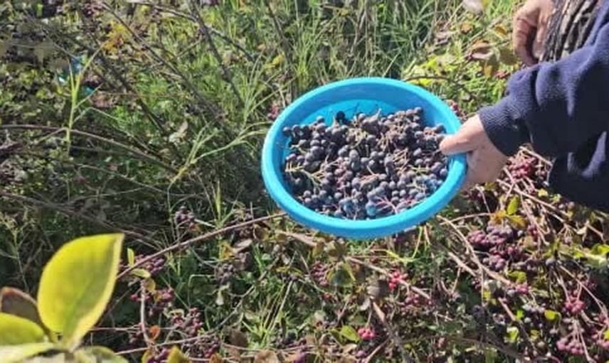 Konya'da antioksidan zengini aronya bahçelerinde hasat başladı