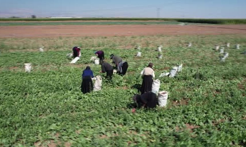 Konya ovası'nda su tasarrufuna katkı veren erkenci kırmızı turpun ilk hasadı