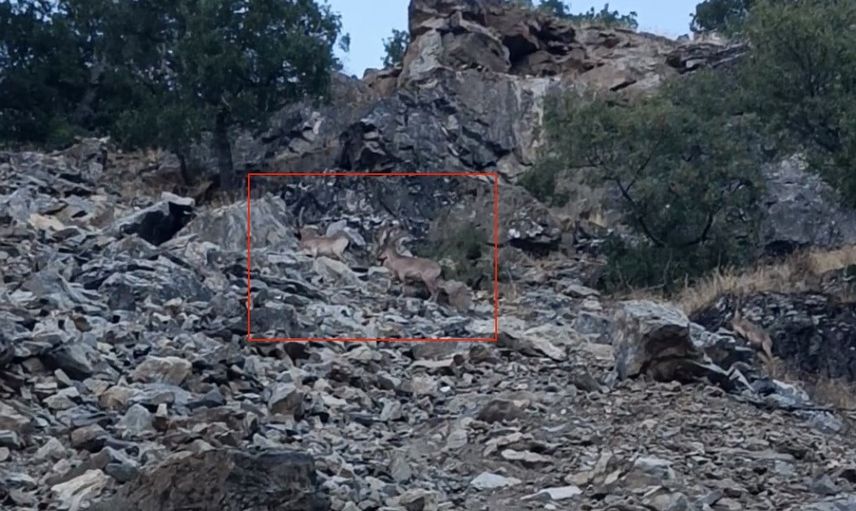Çüngüş yolunda nadir misafir: yavrularıyla dağ keçileri