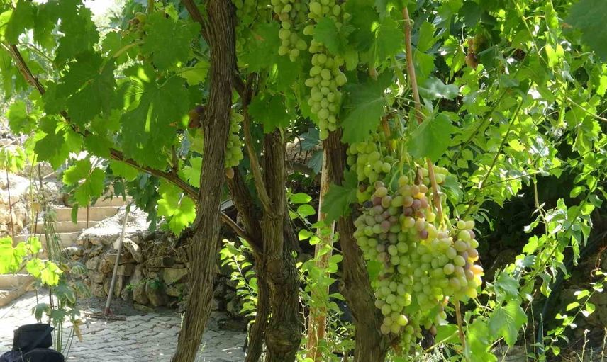Bağlıca'da mezrone üzümüne kooperatifle örgütlü destek