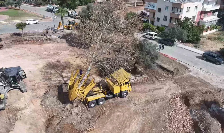 Didim'de kaykay parkı çalışmasında aedetli ağaç koruma hamlesi