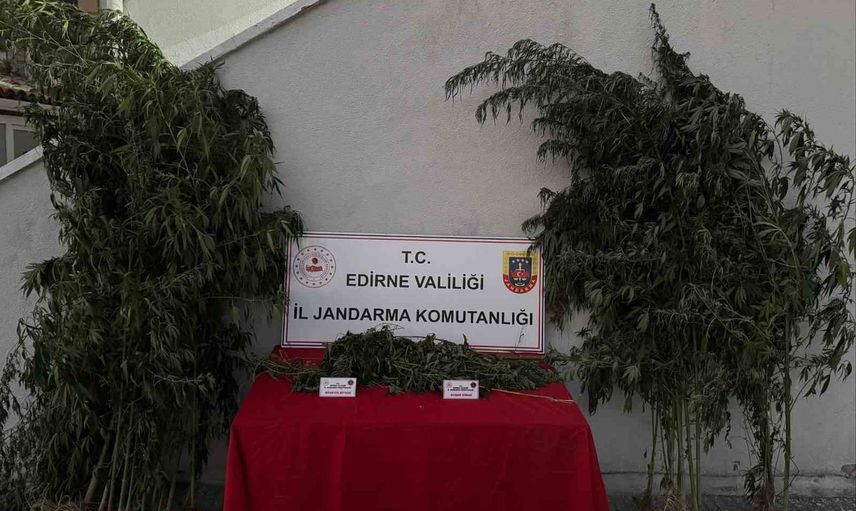Uzunköprü'de kamu arazisinde kenevir ekimi sulama sırasında ortaya çıktı