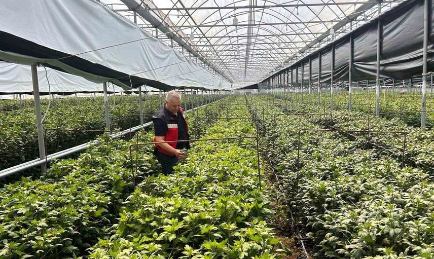 Simav'da kesme çiçek üretimine saha ziyareti