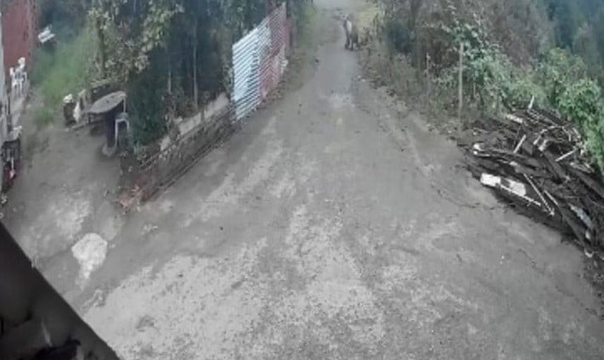 Mahallede sabah sürprizi: işe çıkan kadın ayıyla karşılaştı