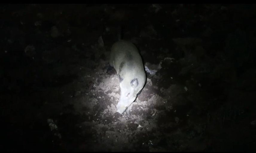 Tunceli’de gece kamerasına yansıyan beklenmedik birliktelik