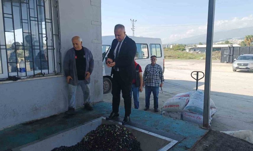 Hatay'da hasatta ince iş: zeytinyağı kalitesini koruma uyarısı