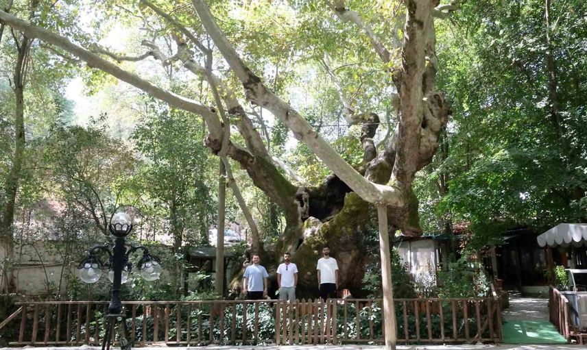 Geçmişin gölgesinde 854 yıl: Muğla'nın anıt çınarı