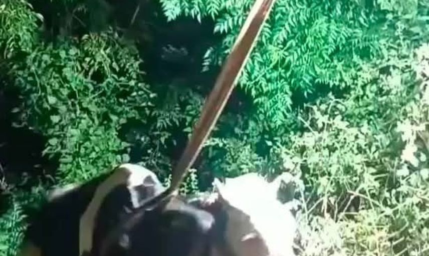 Uçurumdan kurtarılan inek, İskenderun'da iş makinesiyle sahibine teslim edildi