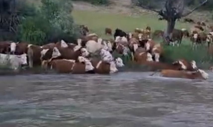 Sürü halinde Kelkit Çayı'nı yüzerek geçen büyükbaşlar köyde ilgi odağı oldu