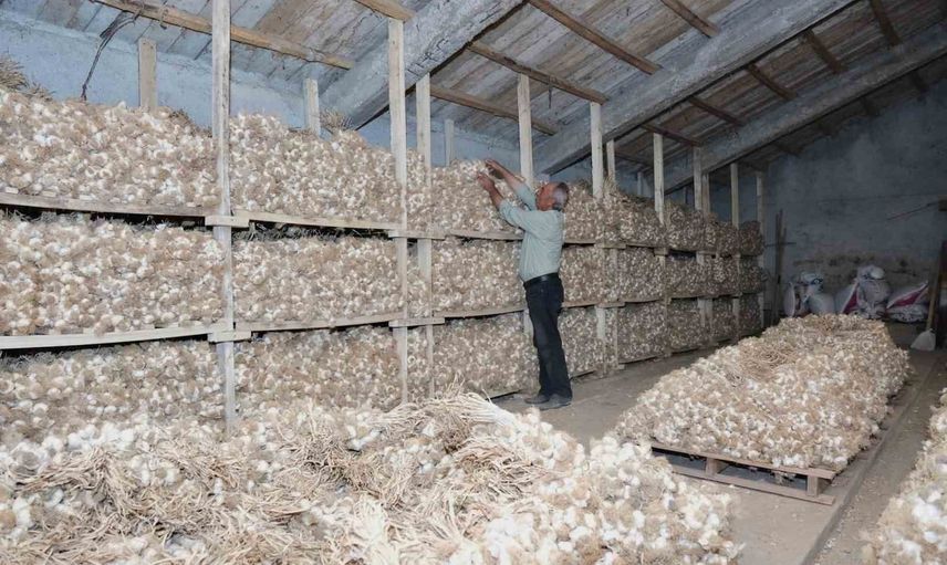 Üyük sarımsağı tescillenerek köyün tarımsal kimliğini güçlendirdi