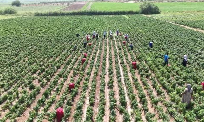 Sıcak altında acıyla hasat: Hatay'da kapya biberi toplayan işçilerin zorlu mesaisi