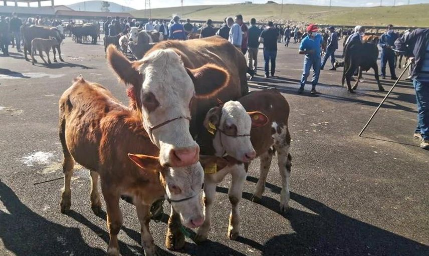 Şap alarmı: Bayburt'ta yetiştiricilere aşı ve önlem çağrısı