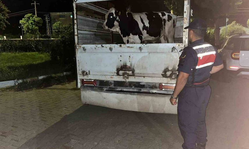 Çine'de üç büyükbaşın 350 bin lira alacağı jandarmanın takibiyle çözüldü