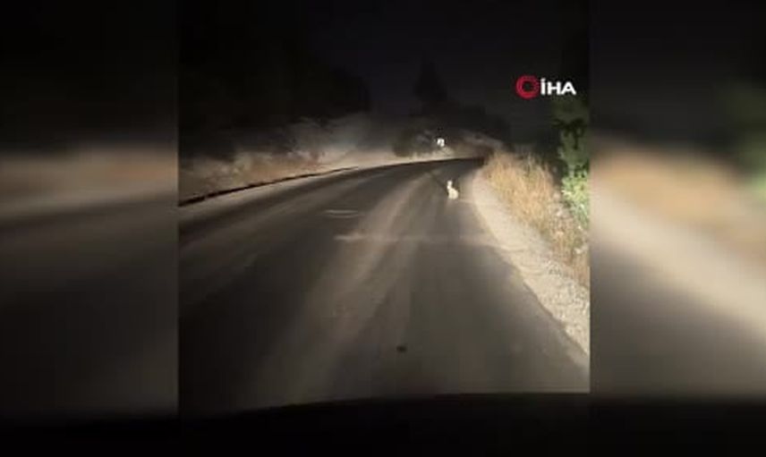 Gece yolunda bekleyen misafir: Beypazarı'nda tavşan sürücüyü durdurdu