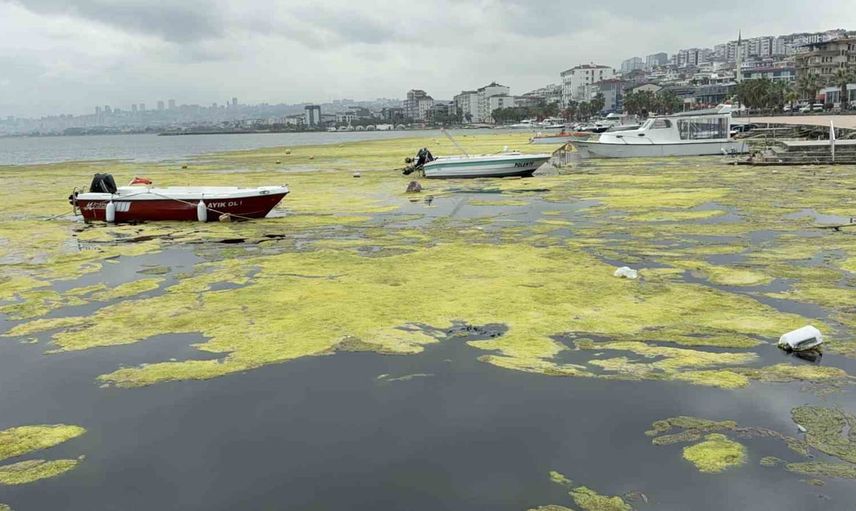 Kurupelit yat limanında dip tarama ile yosun ve koku sorununa çözüm